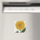 Chrysanthemum Indicum from 'Pythanthoza Iconograph Magnet (In Situ (Geschirrspüler))