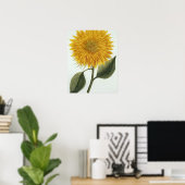 Chrysanthemum Indicum from 'Pythanthoza Iconograph Poster (Heimbüro)