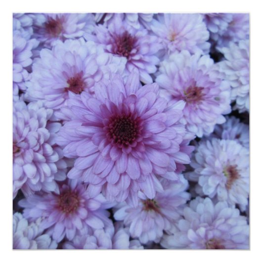 Chrysanthemum Lila Poster (Vorderseite)