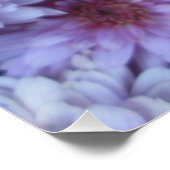 Chrysanthemum Lila Poster (Ecke)