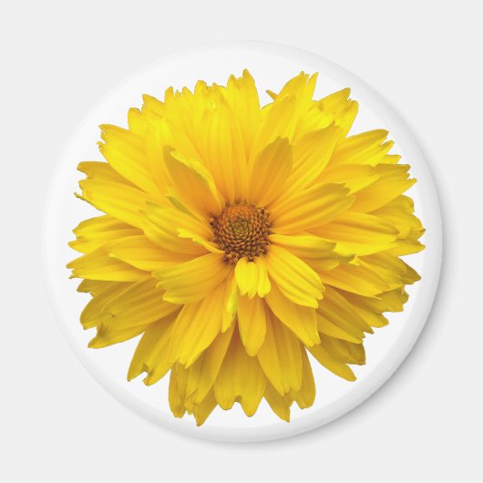 Chrysanthemum Magnet (Vorne)