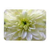CHRYSANTHEMUM MAGNET (Horizontal)