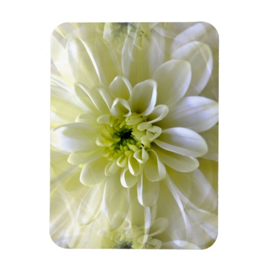 CHRYSANTHEMUM MAGNET (Vertikal)