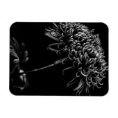Chrysanthemum Magnet (Horizontal)
