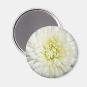 Chrysanthemum Magnet (Vorderseite/Rückseite)