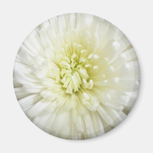 Chrysanthemum Magnet (Vorne)