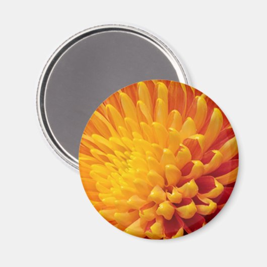 Chrysanthemum Magnet (Vorderseite/Rückseite)