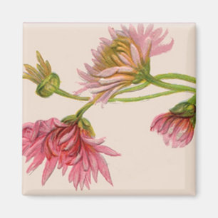 Chrysanthemum - Magnet