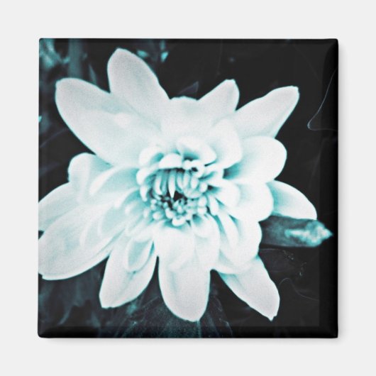 Chrysanthemum Magnet (Vorne)