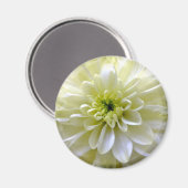 CHRYSANTHEMUM MAGNET (Vorderseite/Rückseite)