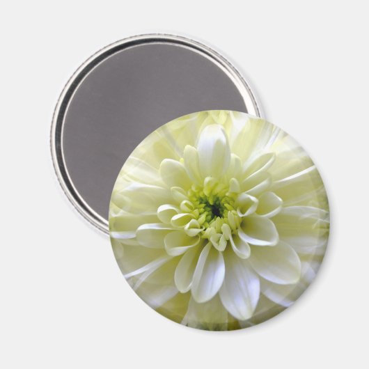 CHRYSANTHEMUM MAGNET (Vorderseite/Rückseite)