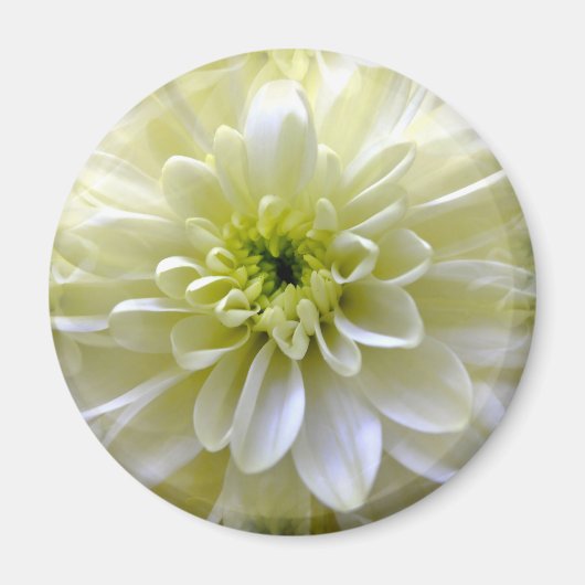 CHRYSANTHEMUM MAGNET (Vorne)