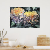 Chrysanthemum mum shasta daisa art print poster (Küche)