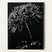 Chrysanthemum Planer (Rückseite)