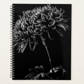 Chrysanthemum Planer (Vorderseite)