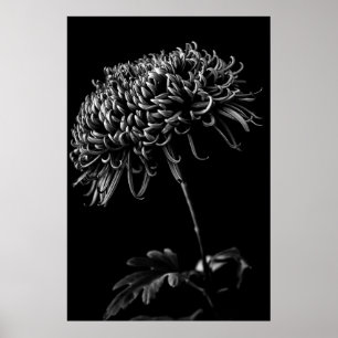 Chrysanthemum Poster