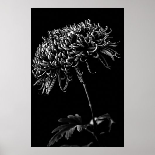 Chrysanthemum Poster (Vorne)