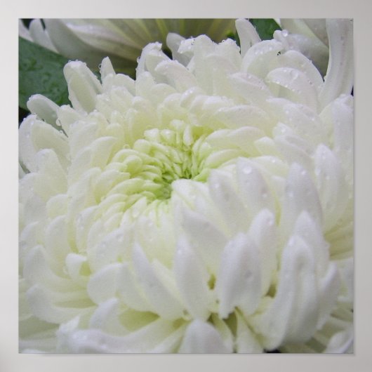 Chrysanthemum Poster (Vorne)
