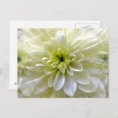 CHRYSANTHEMUM POSTKARTE (Vorne/Hinten)