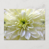 CHRYSANTHEMUM POSTKARTE (Vorderseite)