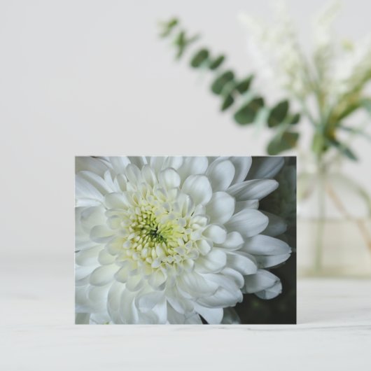 Chrysanthemum Postkarte (Stehend Vorderseite)