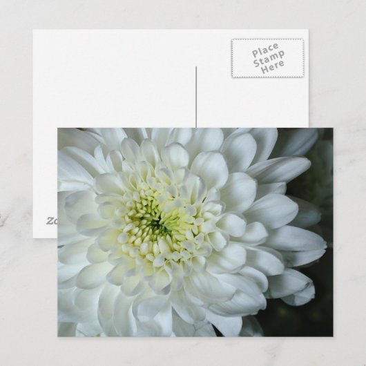 Chrysanthemum Postkarte (Vorne/Hinten)