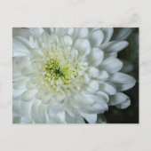 Chrysanthemum Postkarte (Vorderseite)