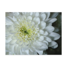 Chrysanthemum Postkarte