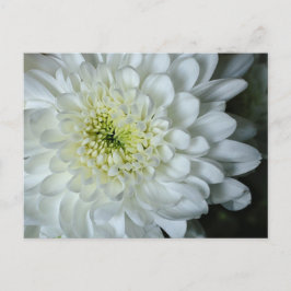 Chrysanthemum Postkarte