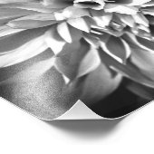 Chrysanthemum Print 8 x 10 Fotodruck (Ecke)