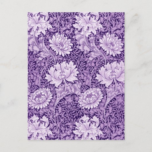 Chrysanthemum Purple Postkarte (Vorderseite)