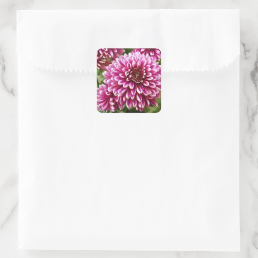 Chrysanthemum Quadratischer Aufkleber (Tasche)