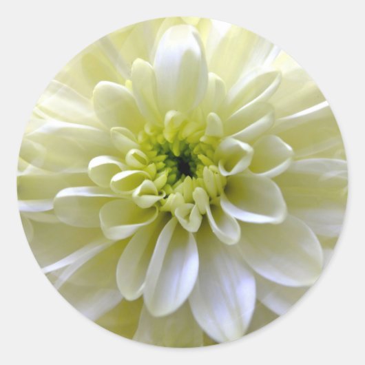 CHRYSANTHEMUM RUNDER AUFKLEBER (Vorderseite)