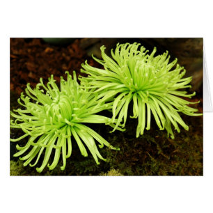 Chrysanthemum - Spider Mum
