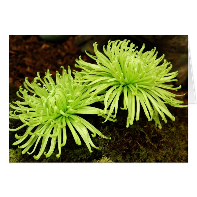 Chrysanthemum - Spider Mum (Vorderseite (Horizontal))
