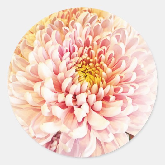 Chrysanthemum Stickers/Umschlag Aufkleber (Vorderseite)
