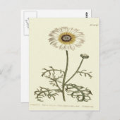 Chrysanthemum Tricolor Yellow Illustration Postkarte (Vorne/Hinten)