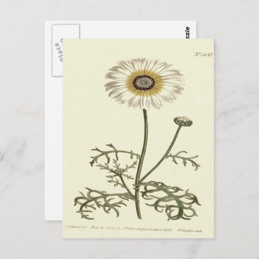Chrysanthemum Tricolor Yellow Illustration Postkarte (Vorne/Hinten)