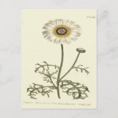 Chrysanthemum Tricolor Yellow Illustration Postkarte (Vorderseite)