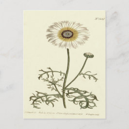 Chrysanthemum Tricolor Yellow Illustration Postkarte