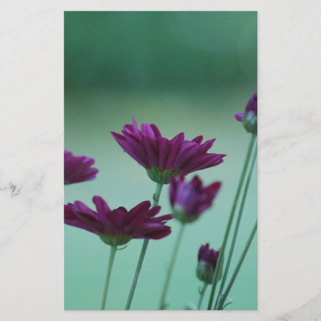 Chrysanthemum und Bedeutung (Vorderseite)