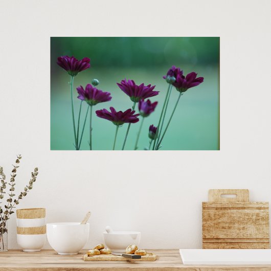 Chrysanthemum und Bedeutung Poster (Küche)