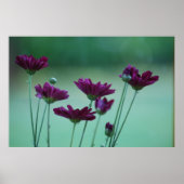 Chrysanthemum und Bedeutung Poster (Vorne)