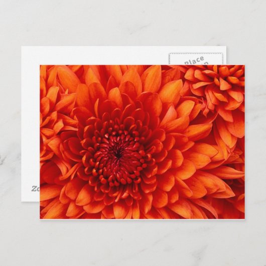 Chrysanthemumpostkarte Postkarte (Vorne/Hinten)