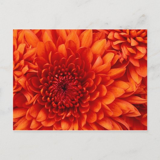 Chrysanthemumpostkarte Postkarte (Vorderseite)