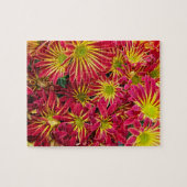 Chrysanthemums-Foto Puzzle (Horizontal)