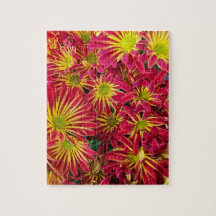 Chrysanthemums-Foto
