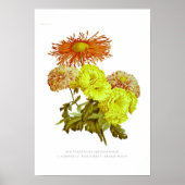 Chrysanthemums Poster (Vorne)