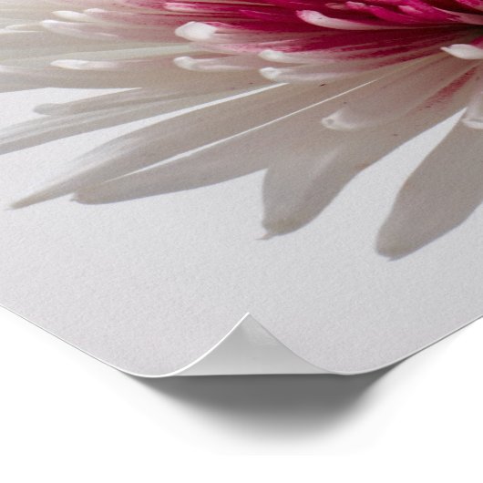 Chrysanthemums Poster (Ecke)