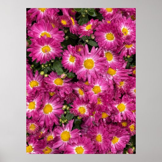 Chrysanthemums Poster (Vorne)